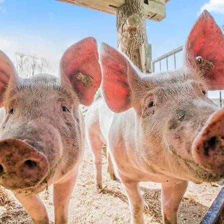 Hotel Hofgut Tiergarten 3*