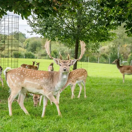 Hofgut Tiergarten 아우렌도르프