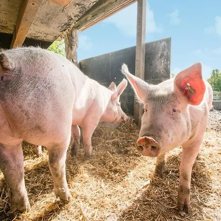 מלון Hofgut Tiergarten