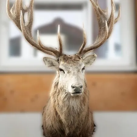 Hofgut Tiergarten מלון